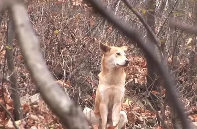 狗狗被拋棄後躲在山坡上，一年後偶遇白狗，熱情的樣子打動狗主人 寵物 第1張