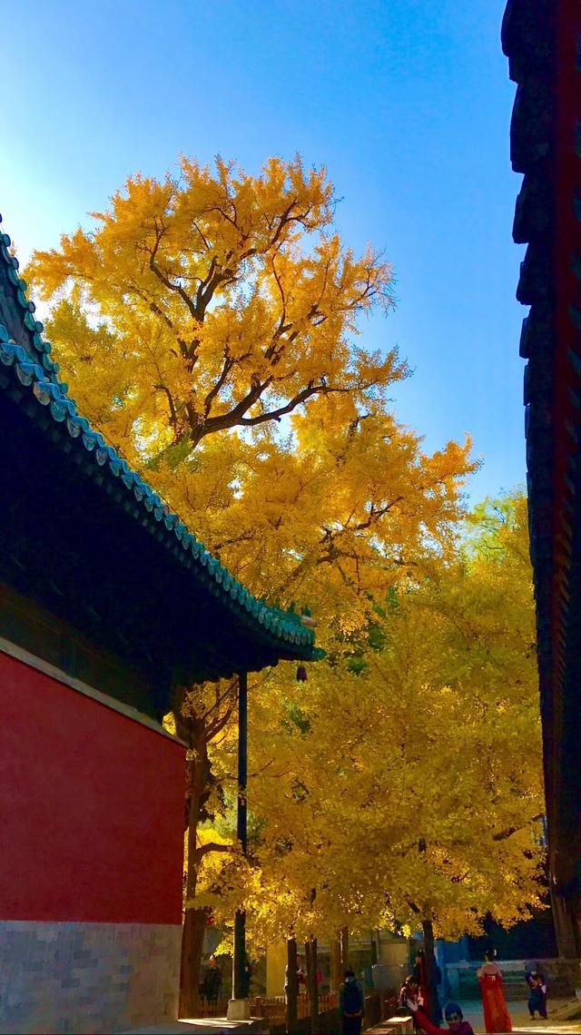 西山大覺寺的銀杏居然1000年，還不趕緊去看看 旅遊 第4張