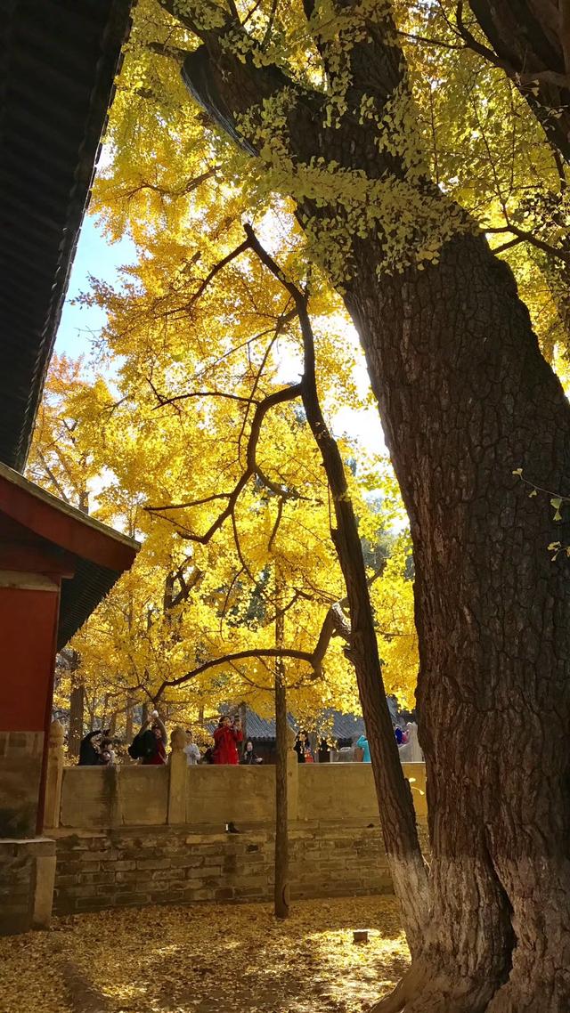 西山大覺寺的銀杏居然1000年，還不趕緊去看看 旅遊 第3張