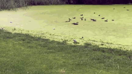 432_242gif 动态图 动图