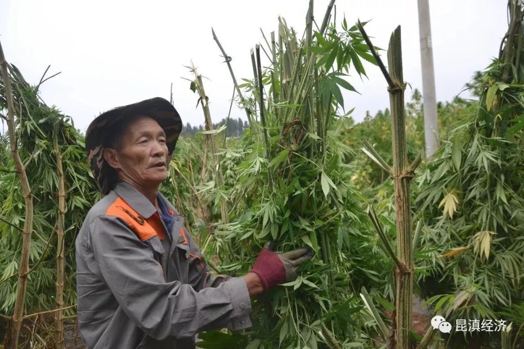 实地调研云南工业大麻产业 花叶歉收 加工许可证审批趋严 种植
