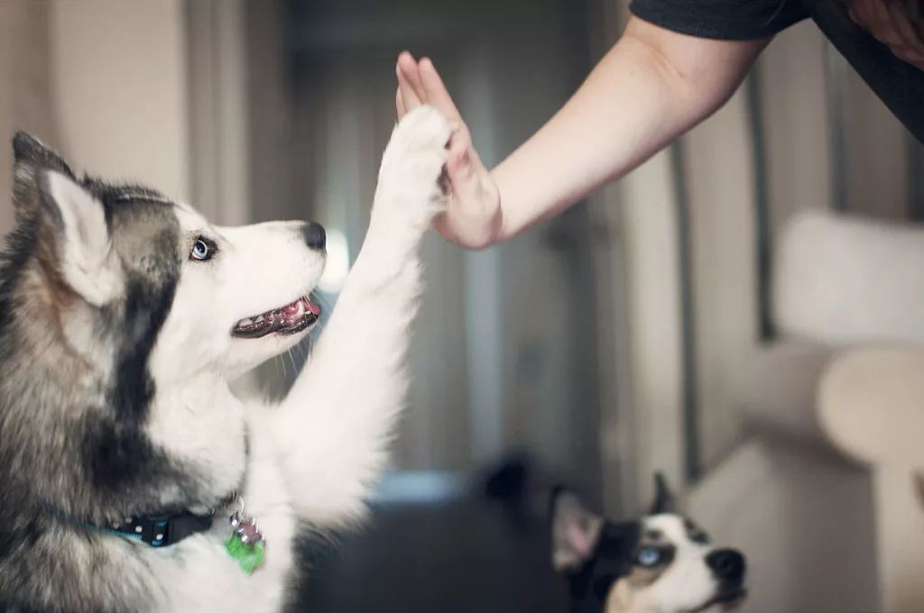 一問課堂 | 愛犬「撒手沒」？怎樣讓它一喚就回？ 寵物 第4張