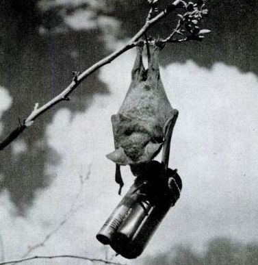 直擊人類戰爭史上出現千奇百怪的動物軍團，絲毫不遜色於人類 寵物 第6張