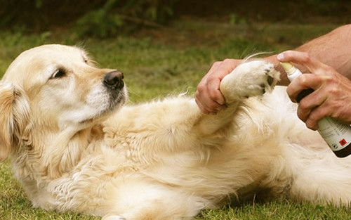 金毛后腿外伤能遛弯吗，金毛狗腿受伤能出门吗