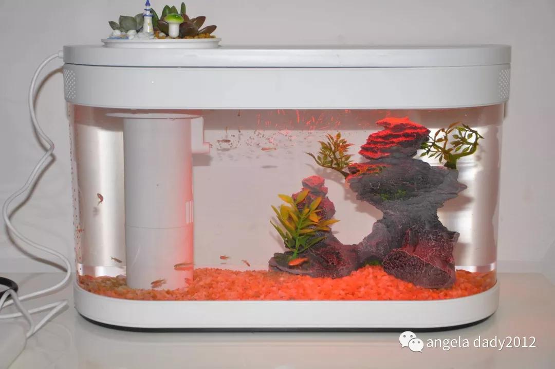 生态鱼缸造景图片_生态鱼缸造景设计图_造景生态小鱼缸