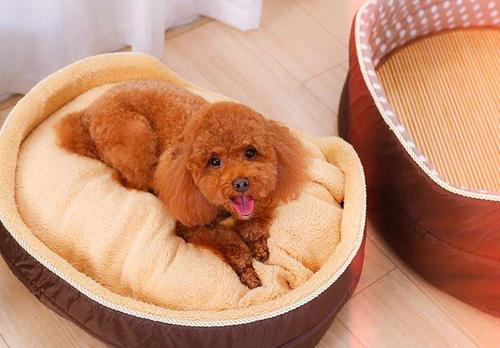 泰迪软便要怎么办呢,泰迪夏天为什么软便 泰迪软便要怎么办呢,泰迪夏天为什么软便