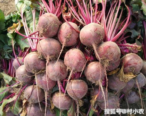 什么菜是甜菜类 20f909f8f94144cc84dae8787592b338.jpeg