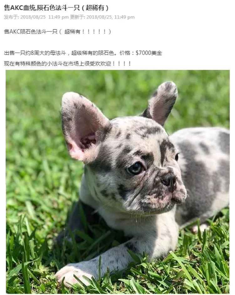 陨石色的狗狗