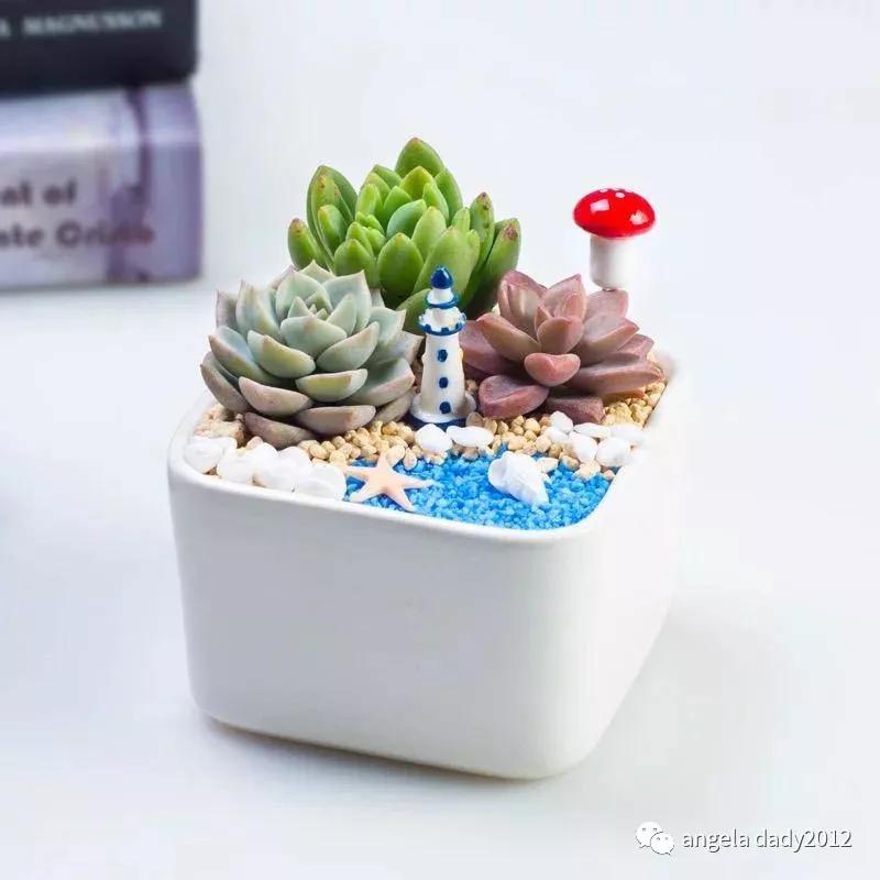 生态鱼缸造景设计图_造景生态小鱼缸_生态鱼缸造景图片