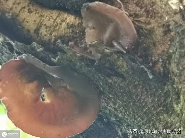 木耳焯水多久就熟了 3006bdc65c864158892f65c31931b2b5.jpeg