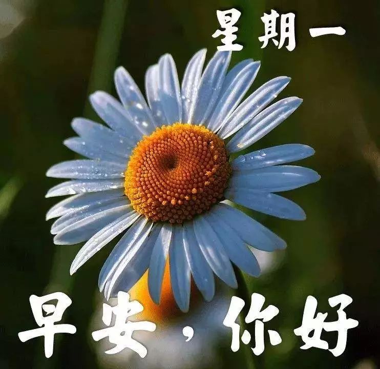 新的一周开始了,秋天早上好祝福语图片带字 天气转凉早安问候祝福语