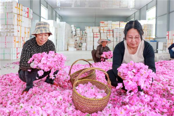 人口花瓣图_飘落的花瓣