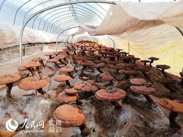 致富2014年_致富经2016_致富2023年短视频