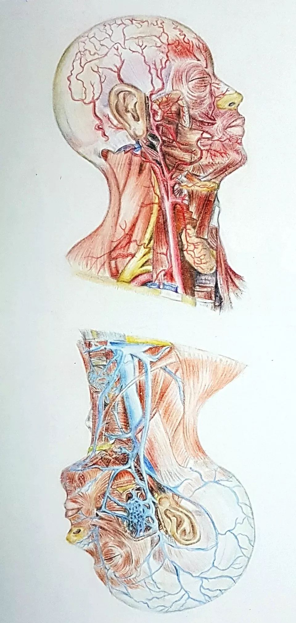 医学生人体解剖素描走红,网友:一群被"耽误"的灵魂画手