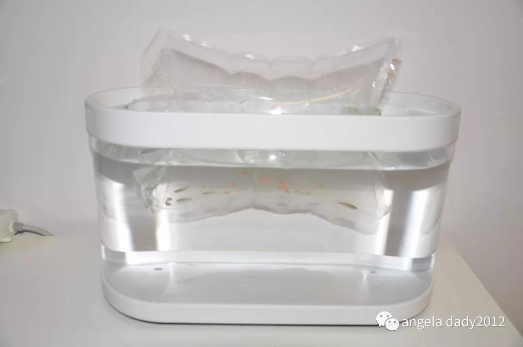 生态鱼缸造景图片_造景生态小鱼缸_生态鱼缸造景设计图