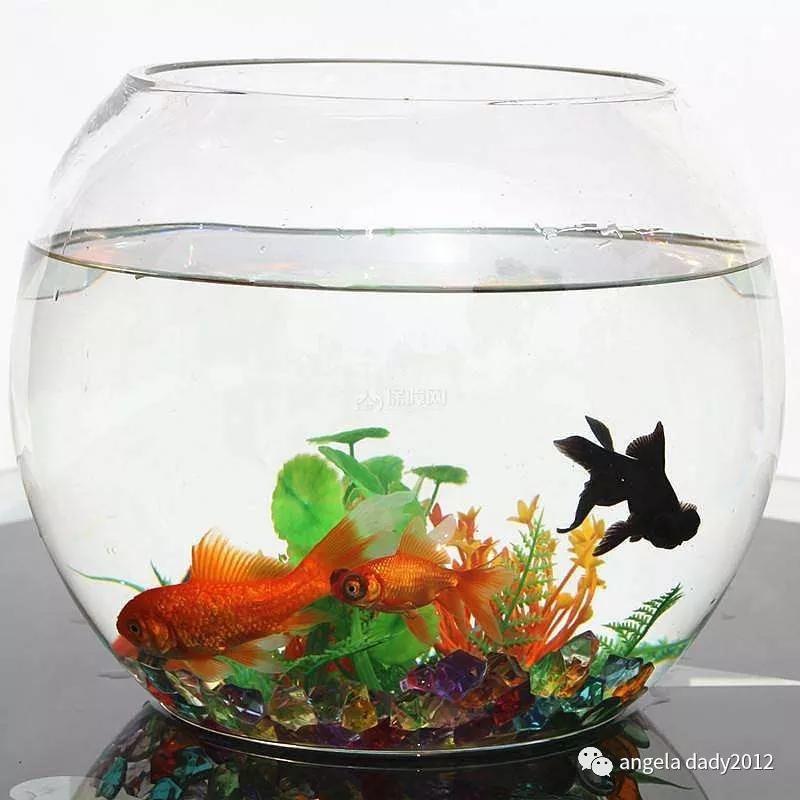 生态鱼缸造景图片_生态鱼缸造景设计图_造景生态小鱼缸