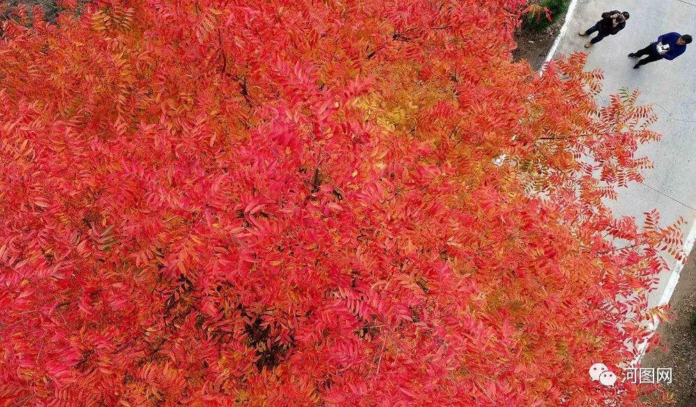 在汝阳县付店镇,周围山上的红叶满山,高空俯瞰美丽的红叶与山区的漂亮