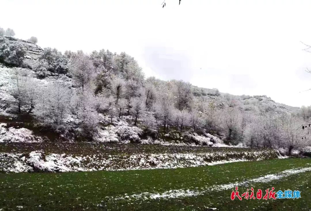 如果用冰秋玉叶来赞美这个深秋最恰当不过了 康乐县八松乡纳沟村