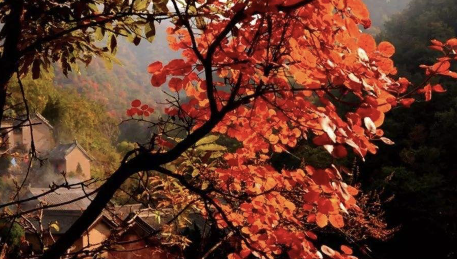 原创             北京迎来红叶最佳观赏期，秋日大片可以约起来了