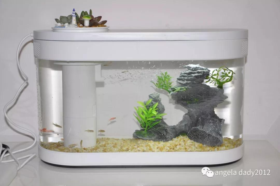 造景生态小鱼缸_生态鱼缸造景图片_生态鱼缸造景设计图