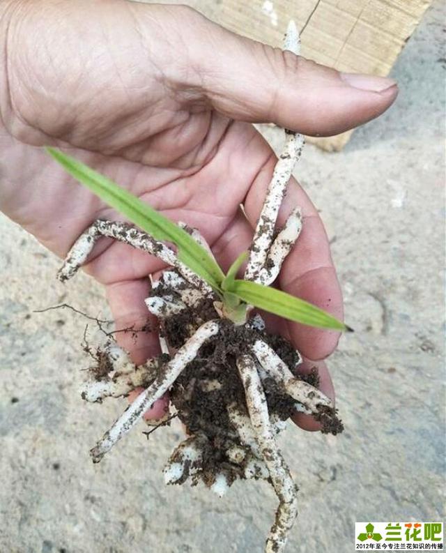 下山兰花苗,别把竹节根当龙根买,小心遇组培苗