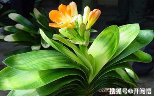 怎么养君子兰开花快 a7cf5801abf948cab6fabbccfcc5cd5b.jpeg