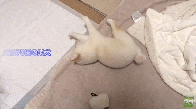 出生70天的柴犬宝宝，凭睡姿萌翻200w网友：“又想骗我养狗！”