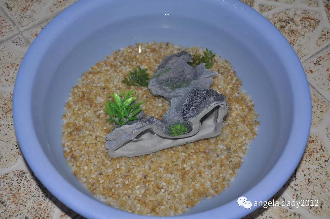 生态鱼缸造景设计图_造景生态小鱼缸_生态鱼缸造景图片