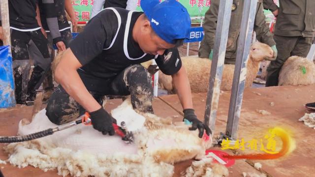 兴羊业,发羊财!饲养肉羊逾500万只,甘肃庆阳发布“羊产业”成绩单→
