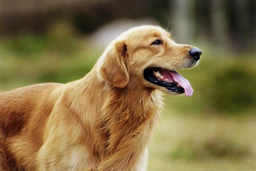 金毛后腿外伤能遛弯吗，金毛<a href=/zhonglei/gou/ target=_blank class=infotextkey>狗</a>腿受伤能出门吗