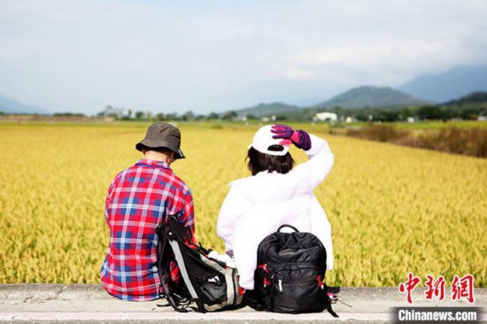 台湾写真 池上秋收割稻忙 齐豫放歌染穗黄 艺术节
