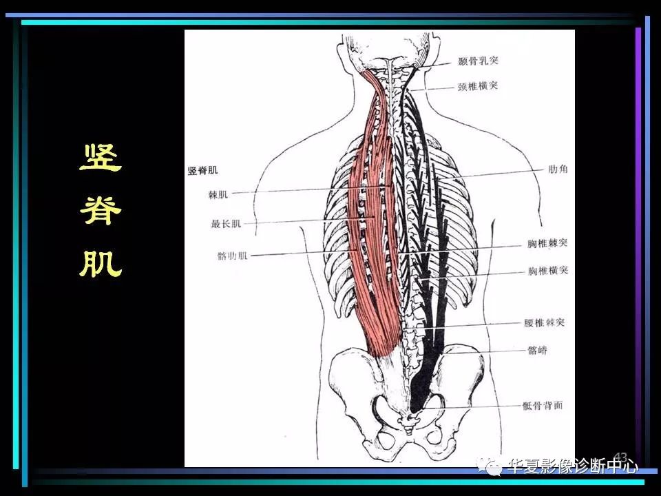 骨骼及肌肉运动解剖