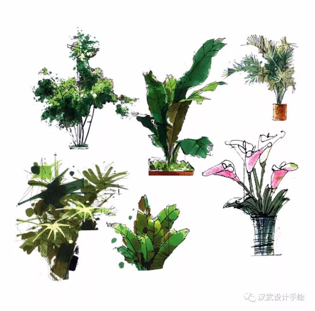 干货|马克笔植物手绘教程案例分享