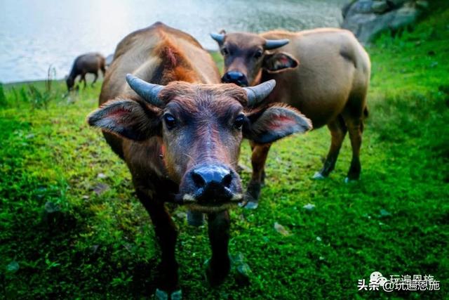 牛图欣赏,你知道牛的品格吗?