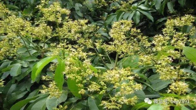 蜜蜂养殖:十九种主要蜜源植物分布及开花期(要记牢)