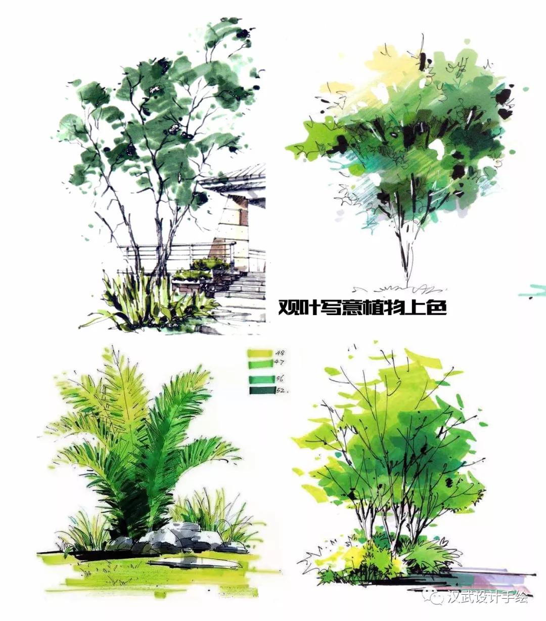 干货|马克笔植物手绘教程案例分享
