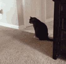 屁股挂shi满屋跑不仅是长毛猫的绝技