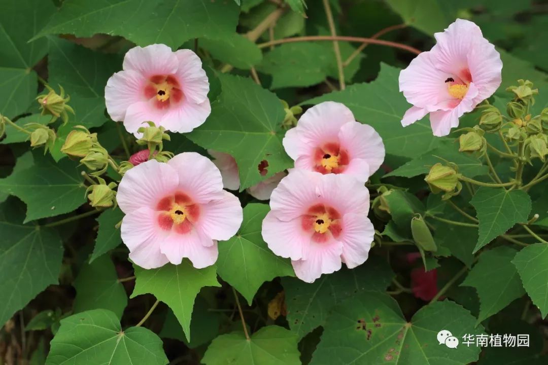 木芙蓉的变脸小把戏_花朵