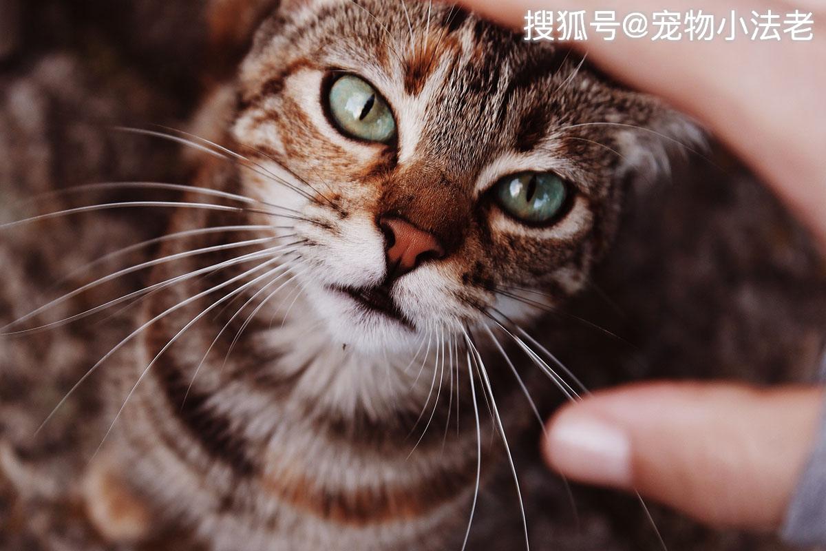 猫咪晚上不睡觉,特别喜欢吵醒主人?应该是这7种因素引起的!