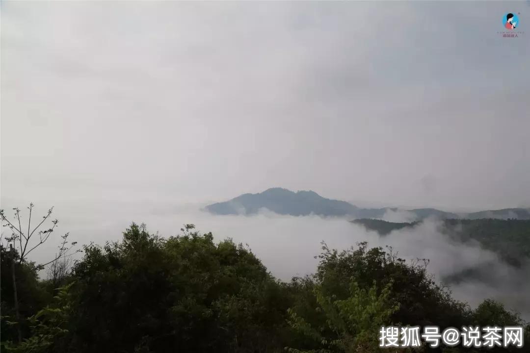 古茶树最多的山头是哪个？