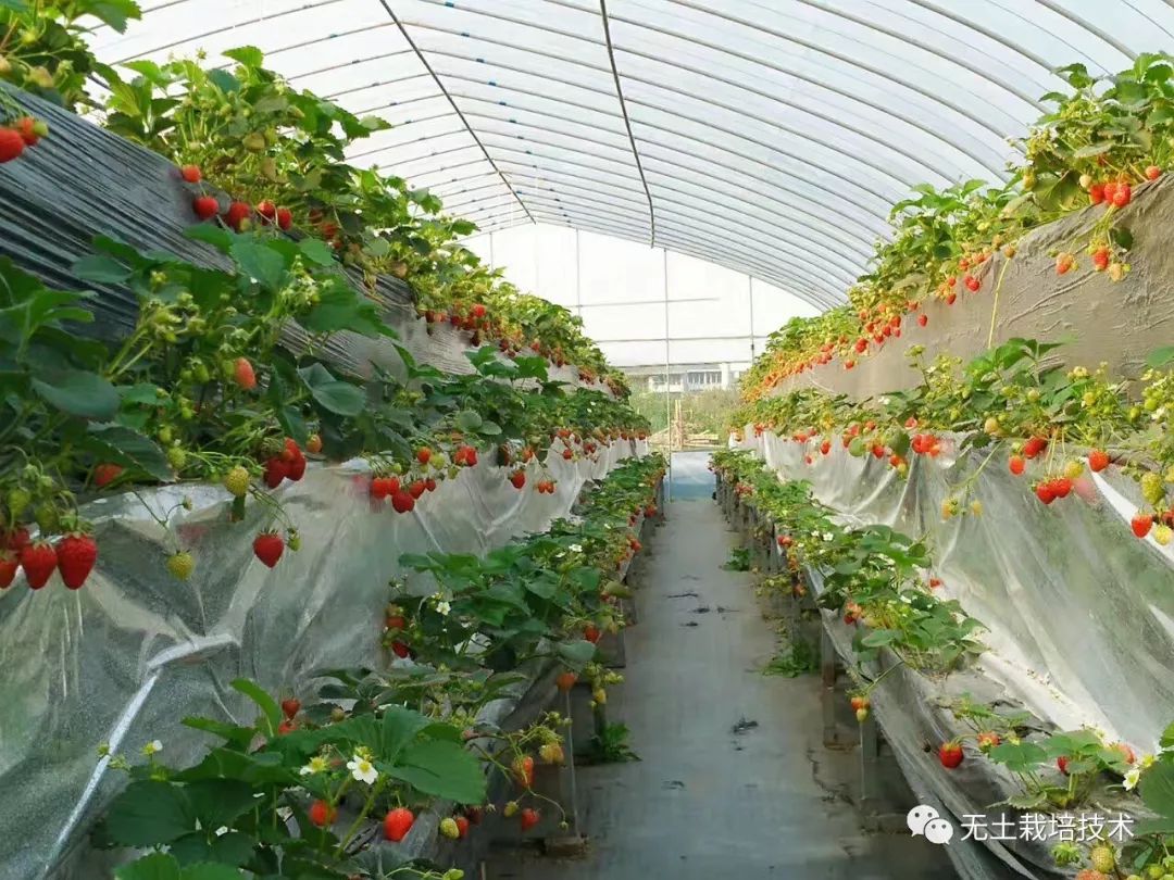 桂林大棚草莓a型架立体无土栽培技术