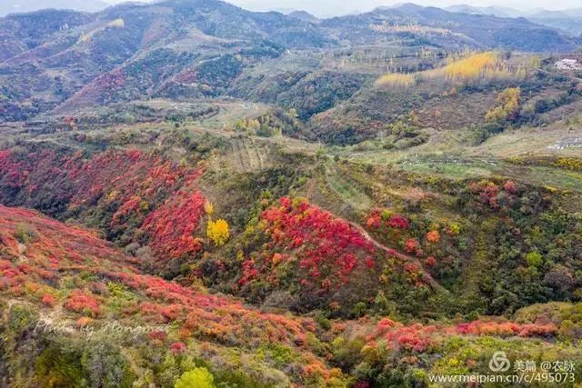 金秋季节赏红叶品享苹果美味,无人机飞"阅"灵宝寺河山