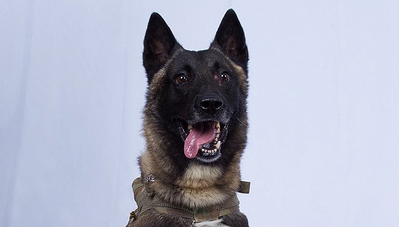 軍犬追擊巴格達迪立功川普誇「漂亮」，遭電擊受傷現已返崗 國際 第1張