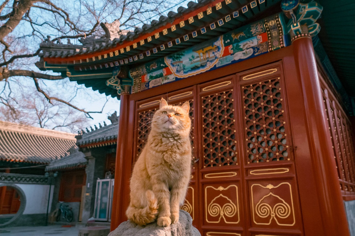 故宫现巨型御猫,故宫里的猫原来这么有历史!快去打卡!