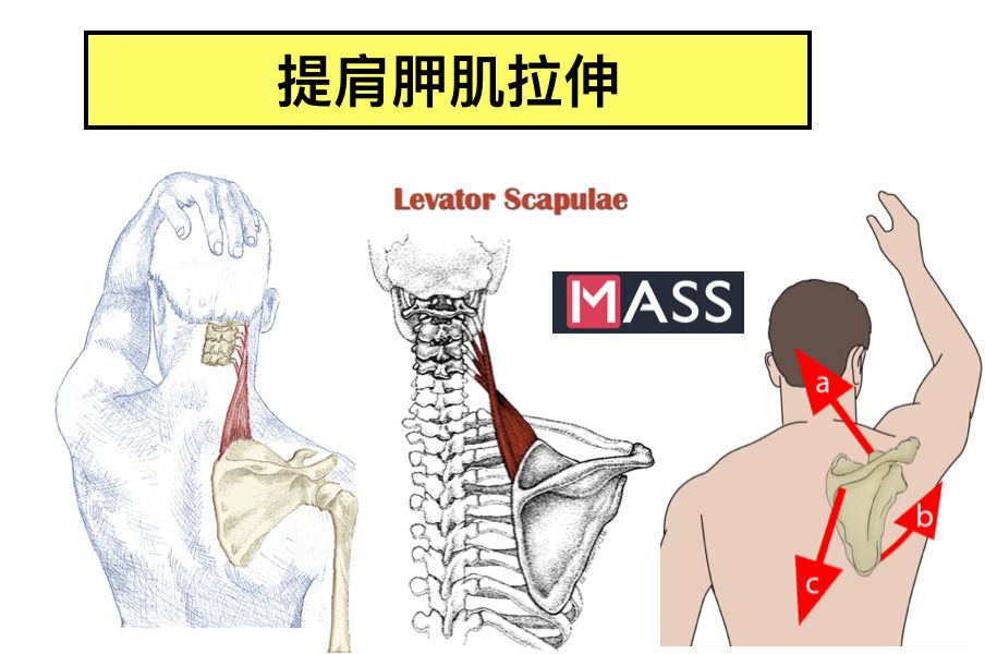 肩颈酸痛首先要控制驼背,下巴往回收,恢复颈椎正常曲 ..