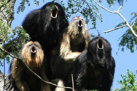 声音最大的动物是哪种?吼猴叫声震耳欲聋,这种动物却如飞机起飞