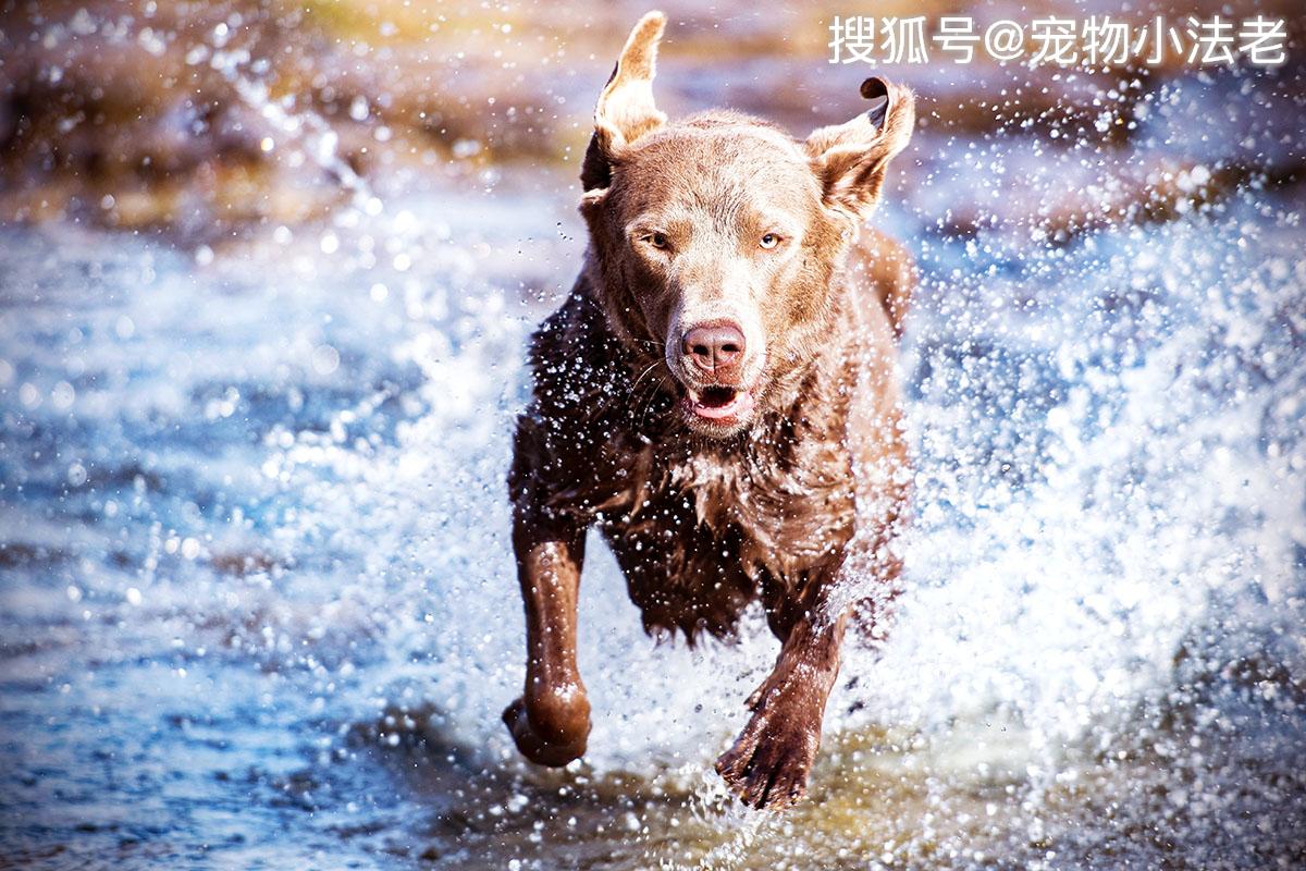 很多人都說：用人類沐浴露給狗狗洗澡，即省錢又好用，這是真的嗎 寵物 第3張