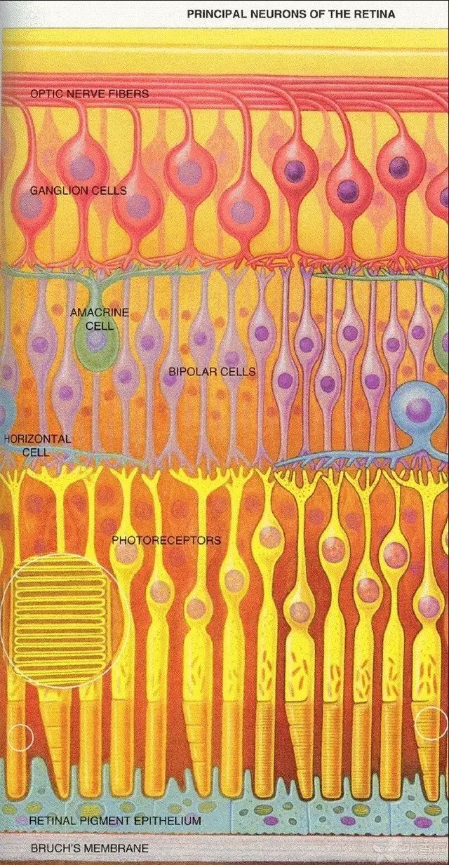 视网膜的三级神经元:光感受器细胞----双极细胞---神经节细胞