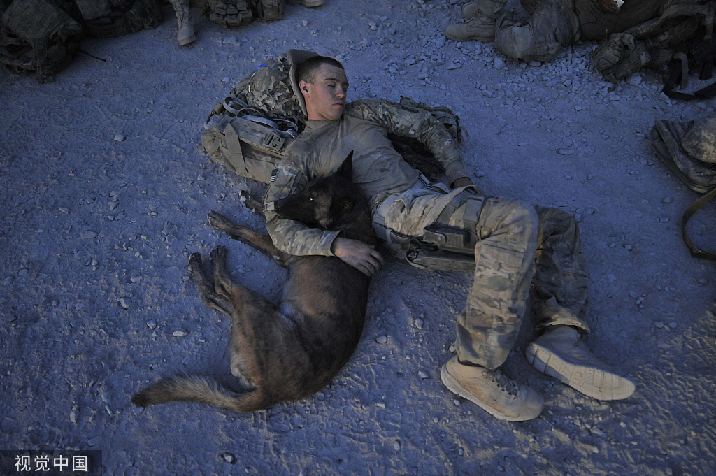 擊斃巴格達迪時的美軍所有傷亡：一隻叫柯南的狗子 國際 第3張