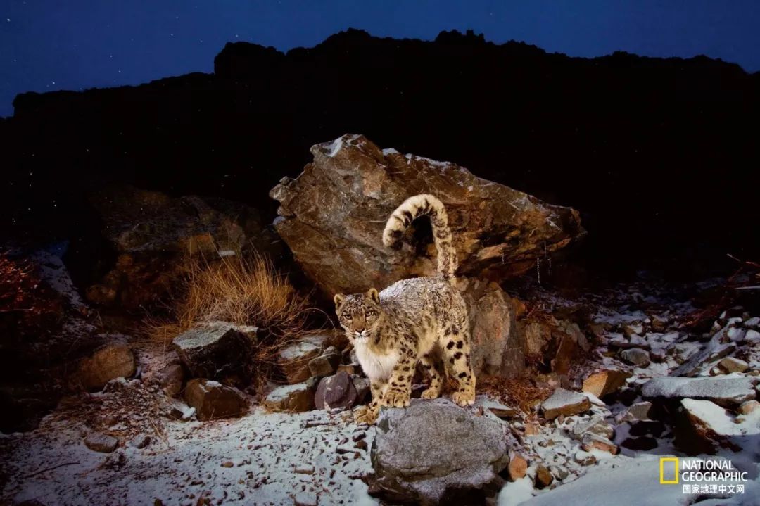 雪豹:请你们好好爱我吧 | 影像